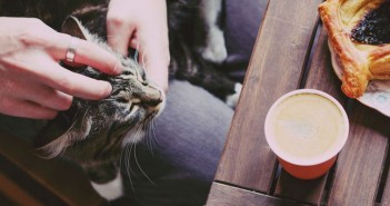 Pop Up Kitten Cafe pop up kitten cafe